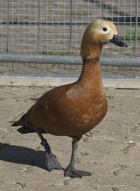 题与流
